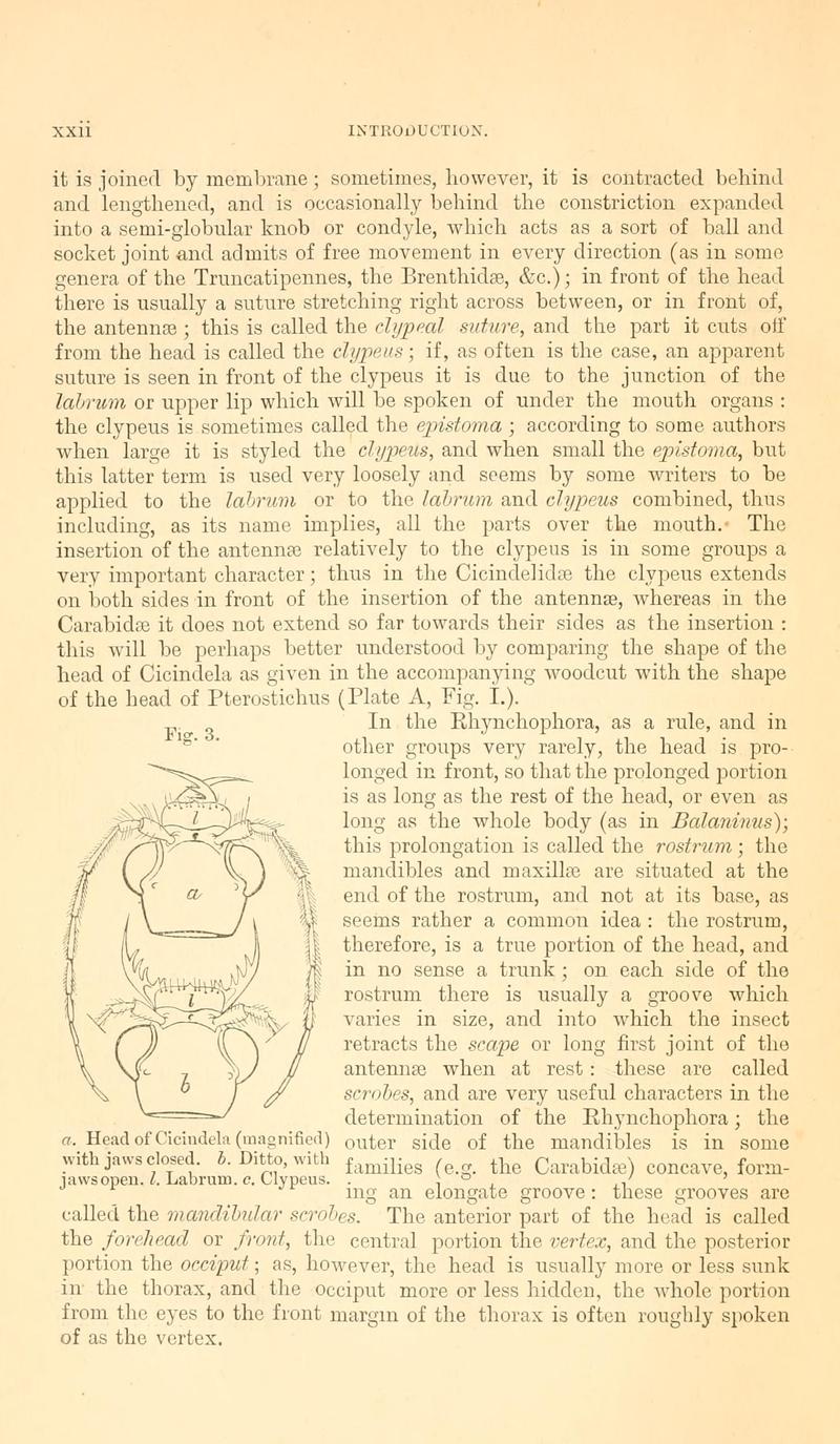 The Coleoptera of the British islands (Page xxii, Fig. 3) BHL9637394