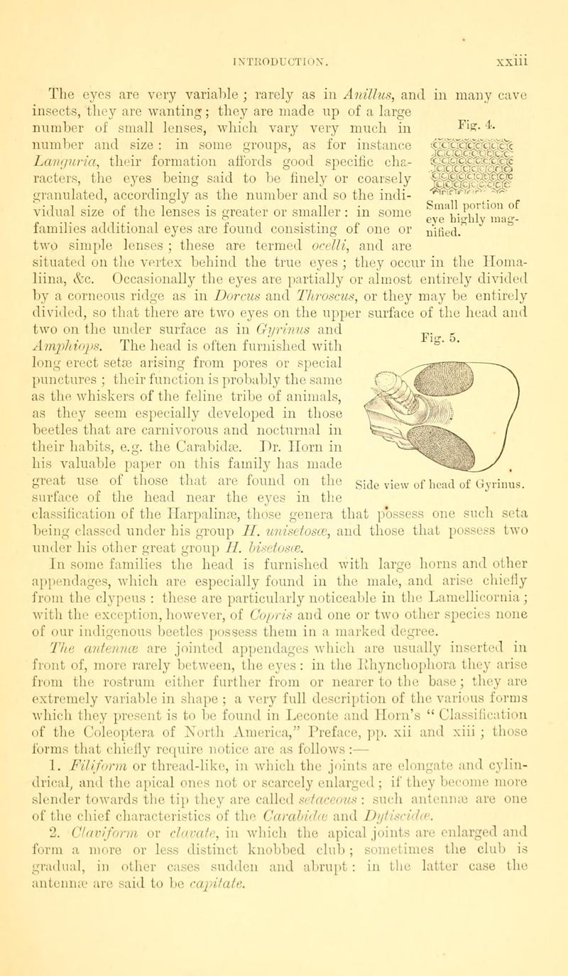 The Coleoptera of the British islands (Page xxiii, Figs. 4-5) BHL9637395