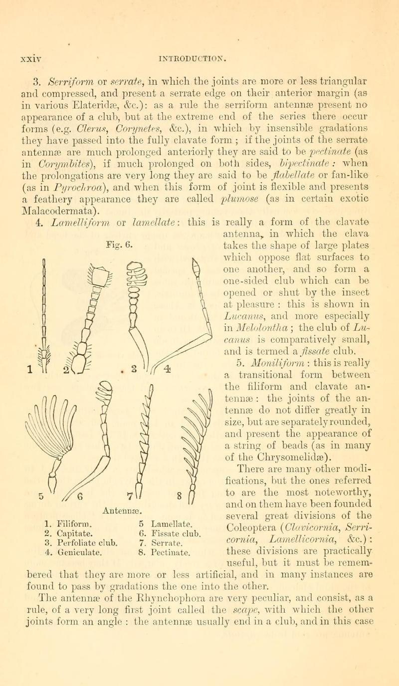 The Coleoptera of the British islands (Page xxiv, Fig. 6) BHL9637396