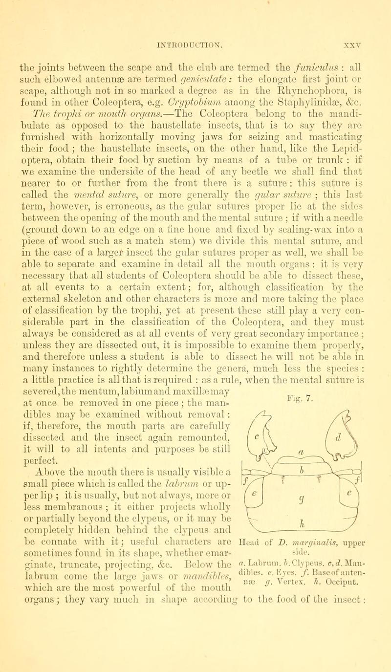 The Coleoptera of the British islands (Page xxv, Fig. 7) BHL9637397