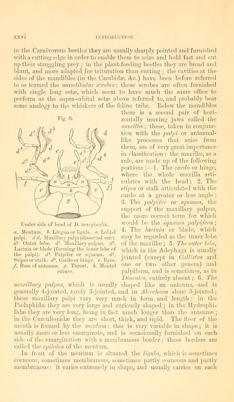 The Coleoptera of the British islands (Page xxvi, Fig. 8) BHL9637398