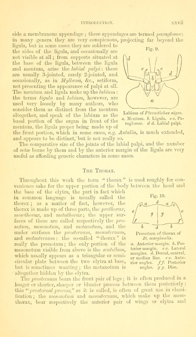 The Coleoptera of the British islands (Page xxvii, Figs. 9-10) BHL9637399
