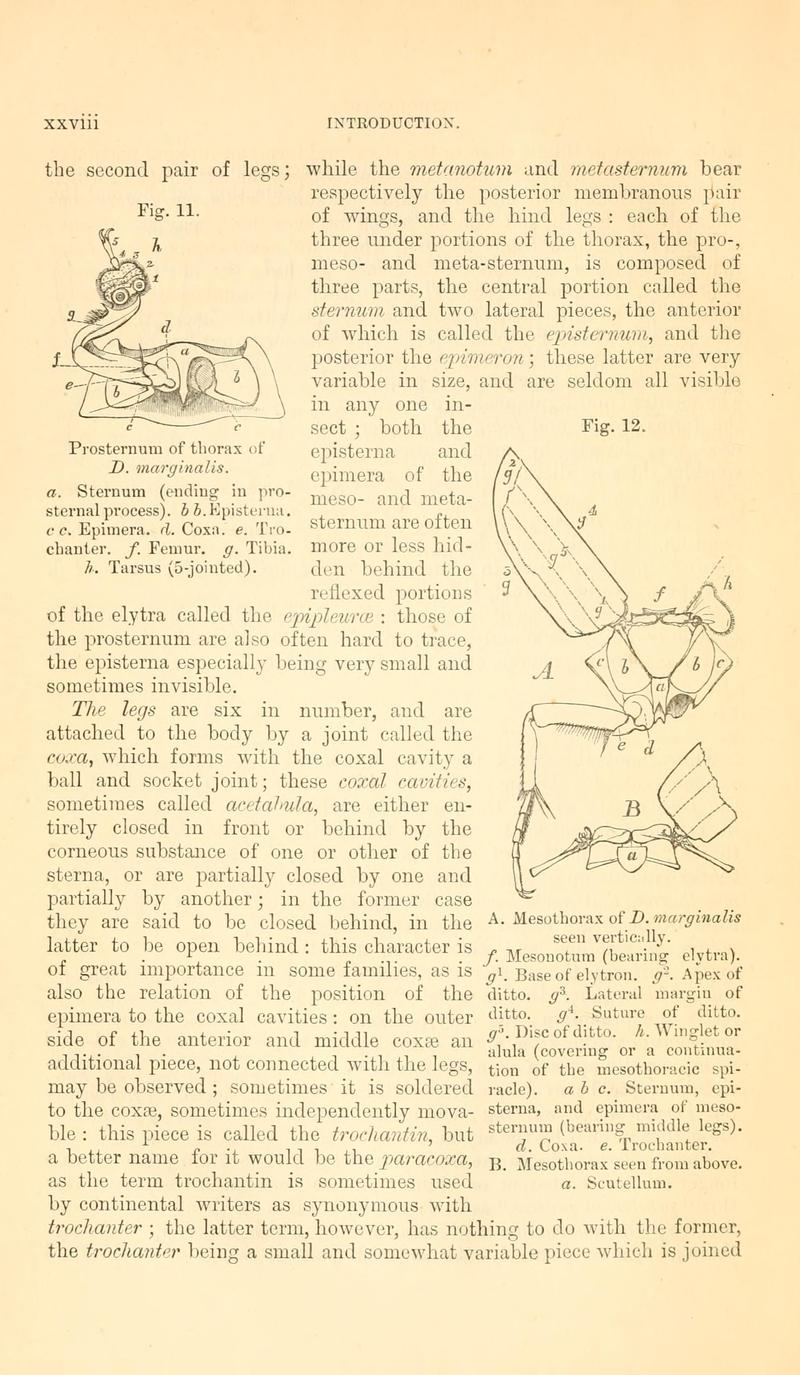 The Coleoptera of the British islands (Page xxviii, Figs. 11-12) BHL9637400