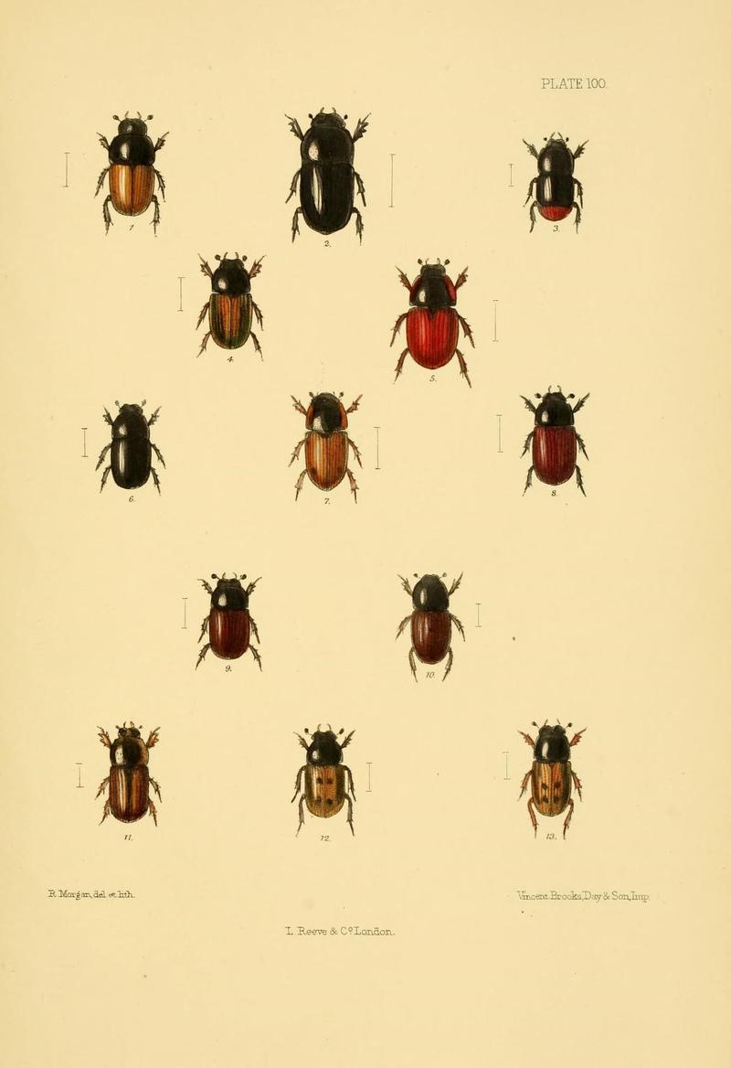 The Coleoptera of the British islands (Plate 100) (8591809281)