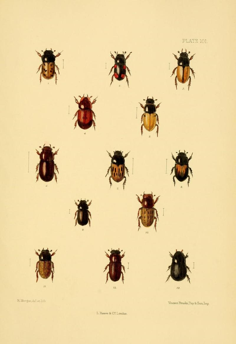 The Coleoptera of the British islands (Plate 101) (8591809545)