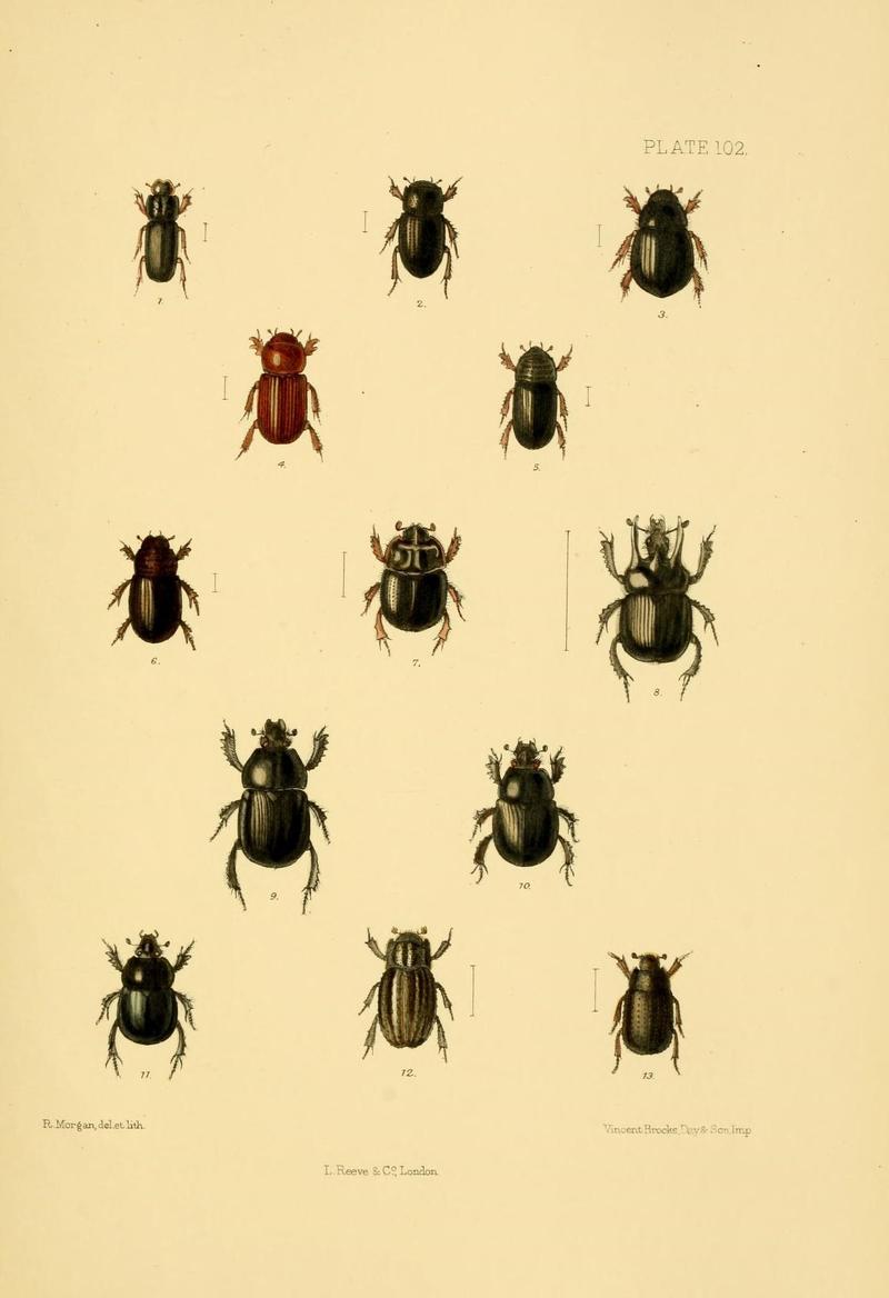 The Coleoptera of the British islands (Plate 102) (8592909942)