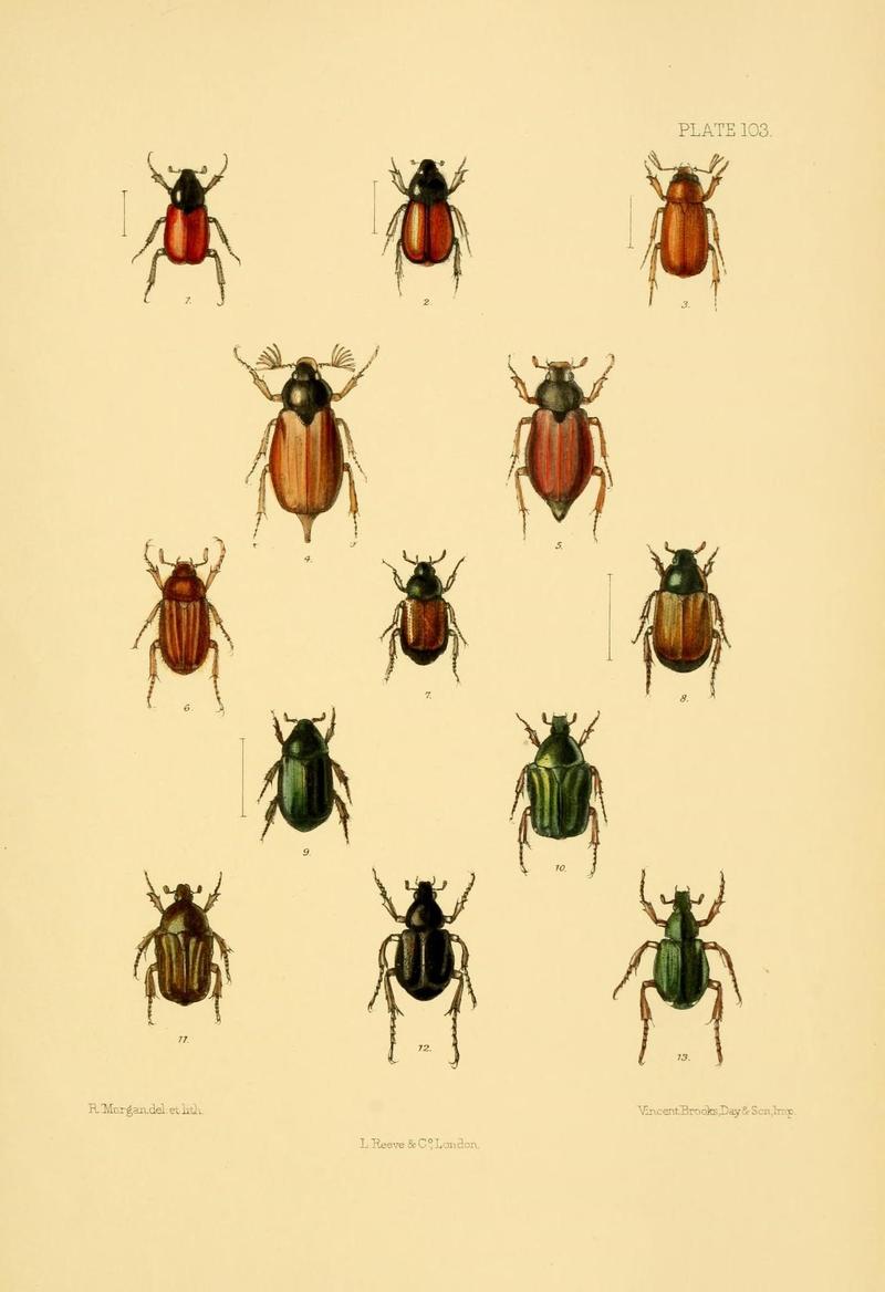 The Coleoptera of the British islands (Plate 103) (8591810221)