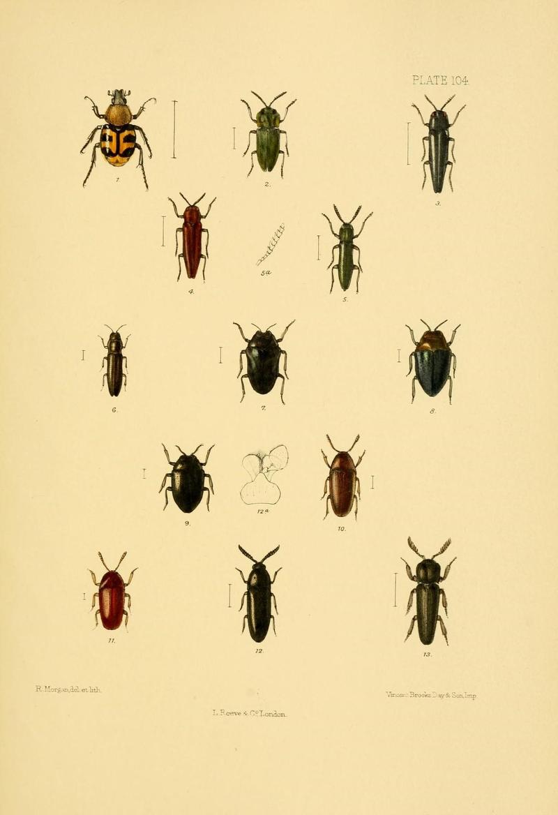 The Coleoptera of the British islands (Plate 104) (8591810509)