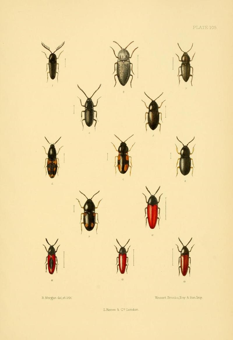 The Coleoptera of the British islands (Plate 105) (8592910980)