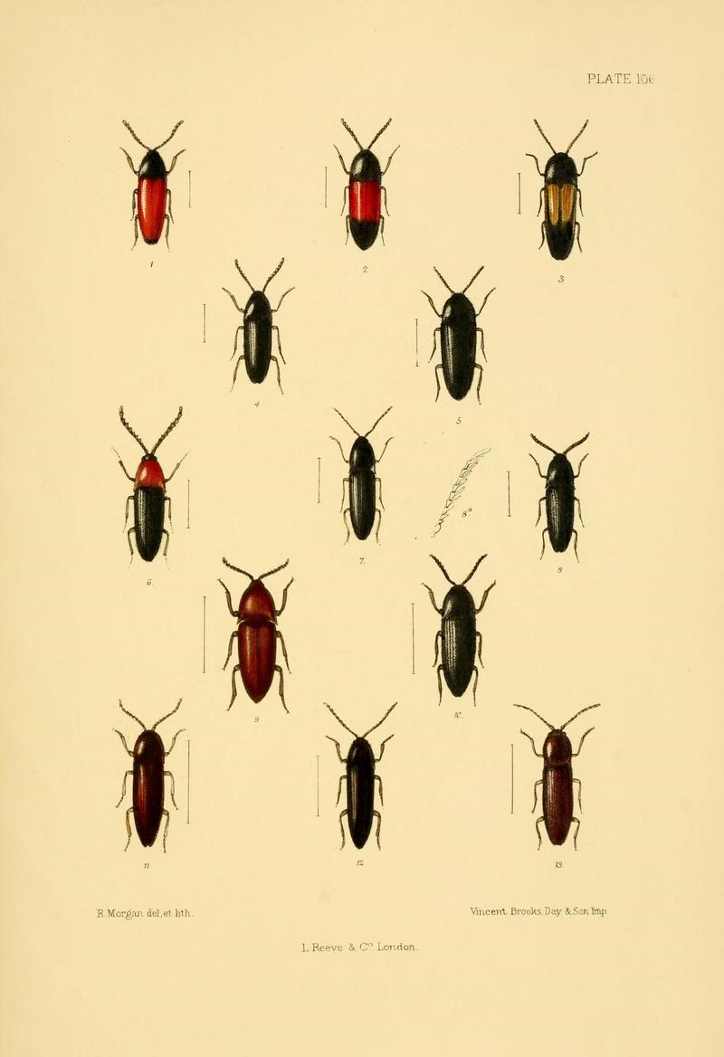 The Coleoptera of the British islands (Plate 106) (8592911258)