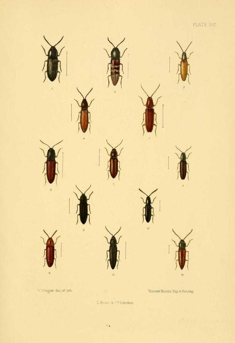 The Coleoptera of the British islands (Plate 107) (8592911594)