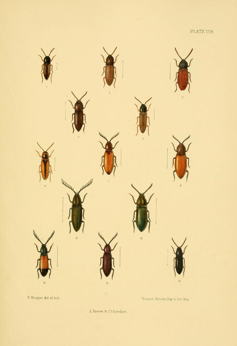 The Coleoptera of the British islands (Plate 108) (8592911896)