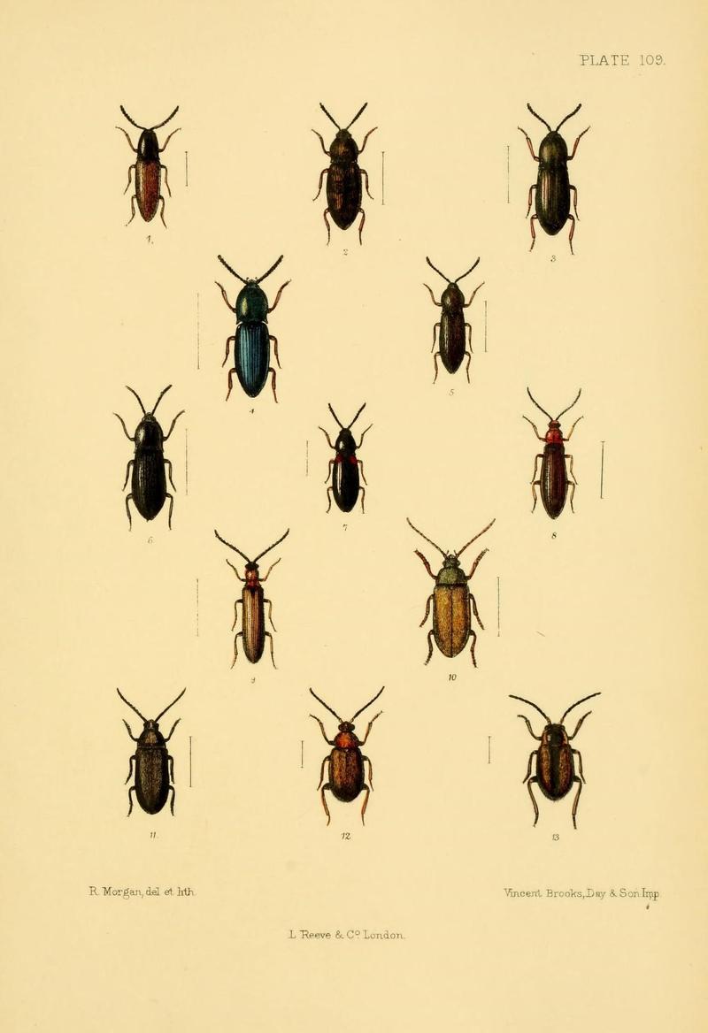 The Coleoptera of the British islands (Plate 109) (8591811953)