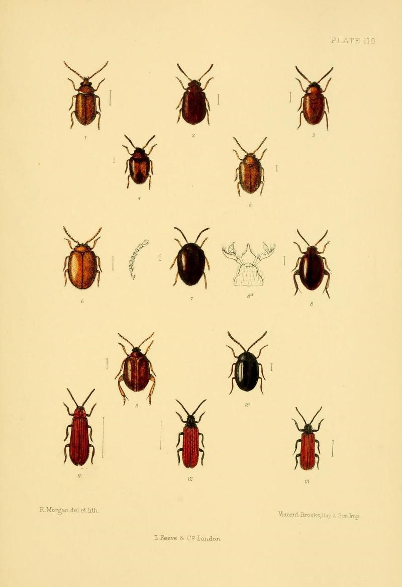 The Coleoptera of the British islands (Plate 110) (8591812333)