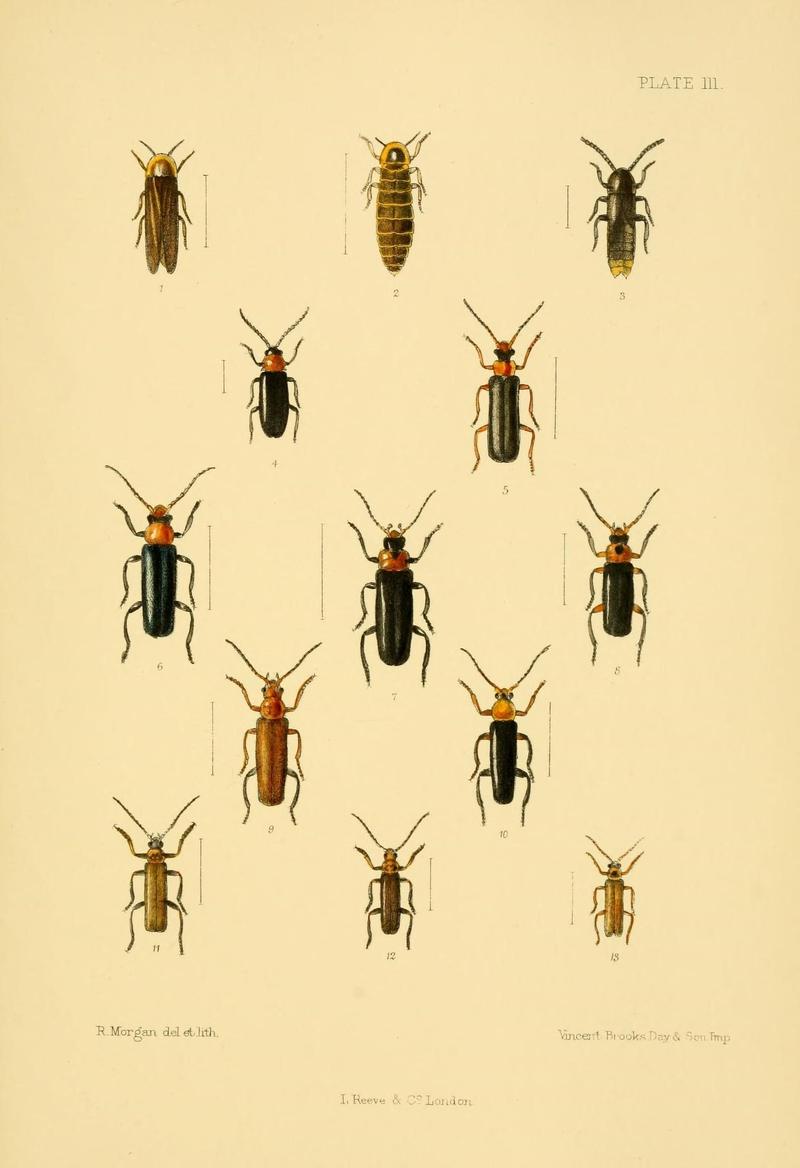 The Coleoptera of the British islands (Plate 111) (8591812659)