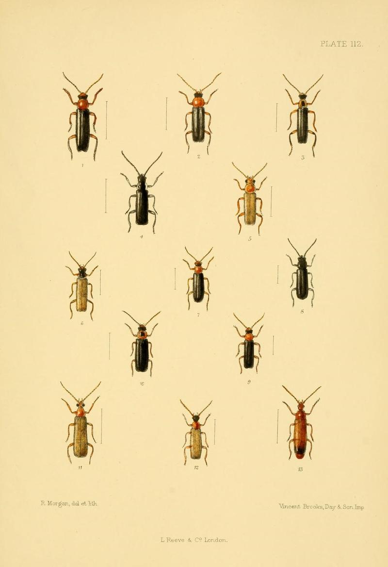 The Coleoptera of the British islands (Plate 112) (8591813063)