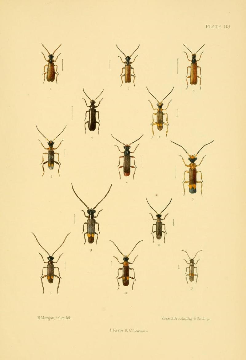 The Coleoptera of the British islands (Plate 113) (8592913666)