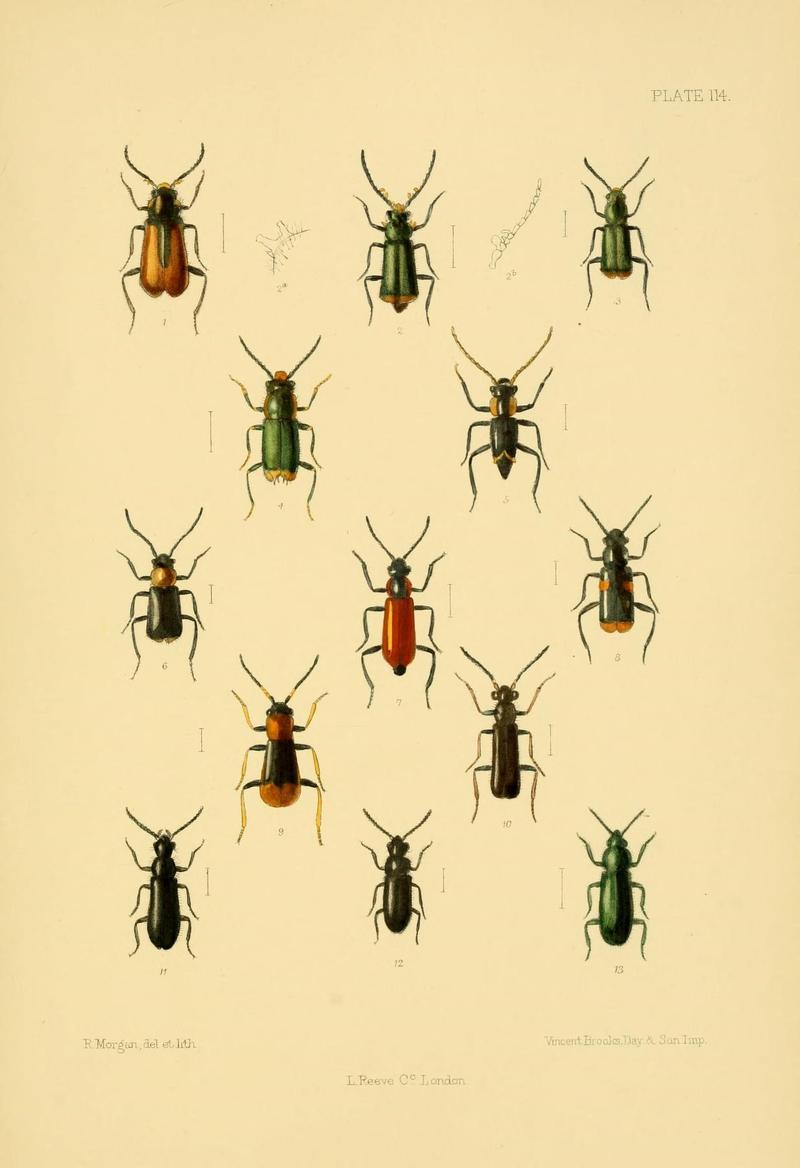 The Coleoptera of the British islands (Plate 114) (8591813683)
