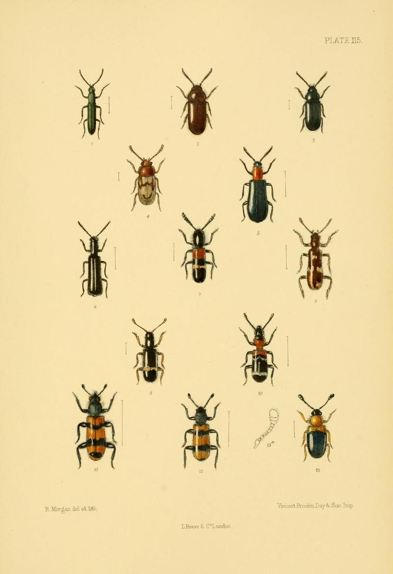 The Coleoptera of the British islands (Plate 115) (8592914400)