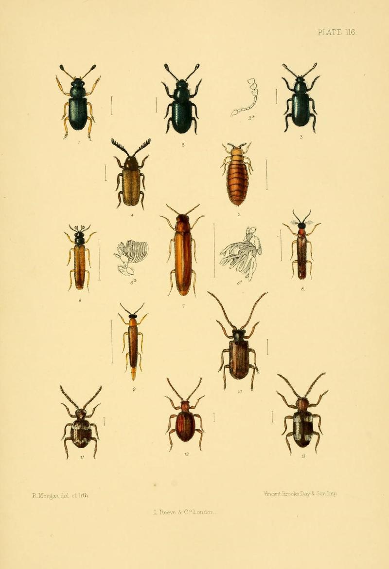 The Coleoptera of the British islands (Plate 116) (8592914846)