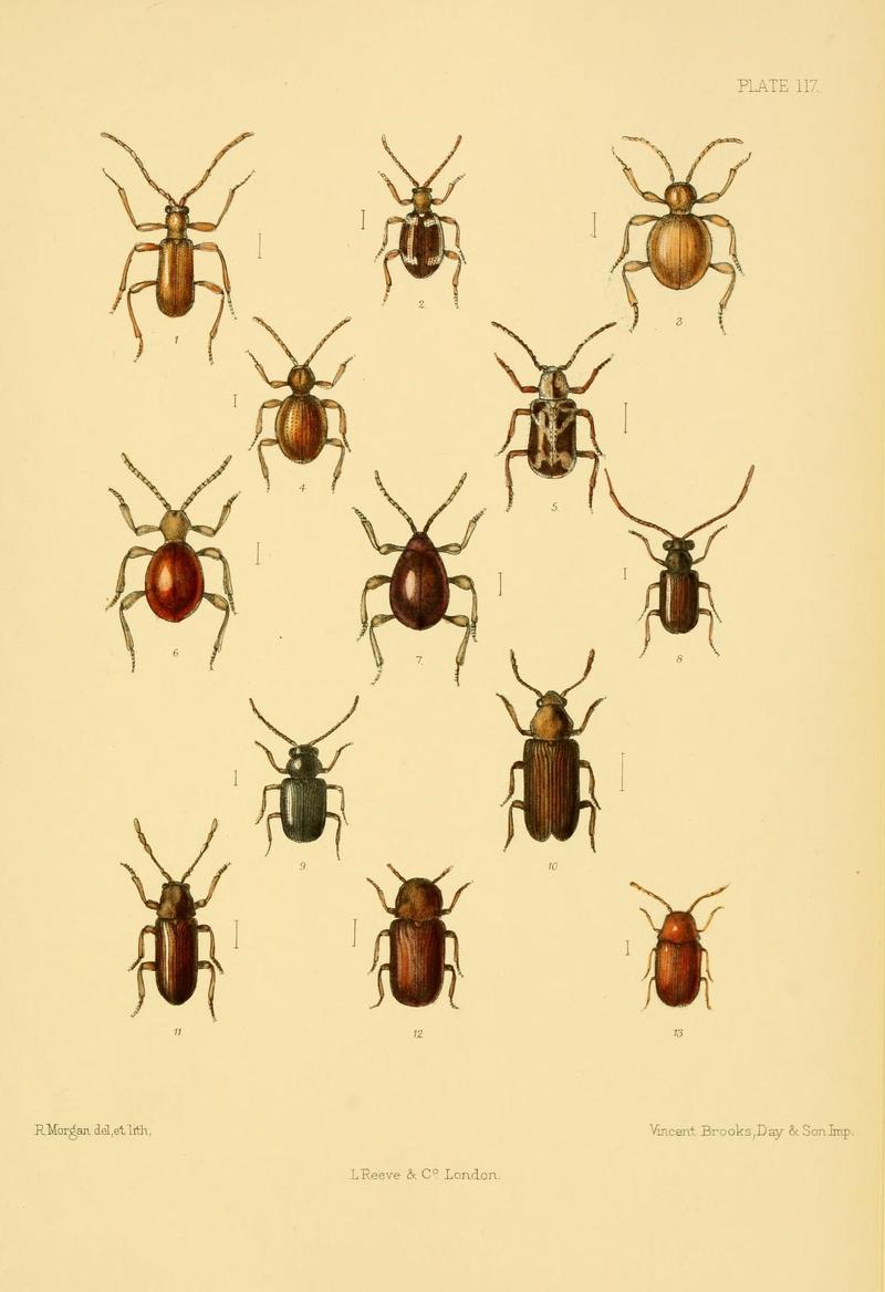 The Coleoptera of the British islands (Plate 117) (8591814911)