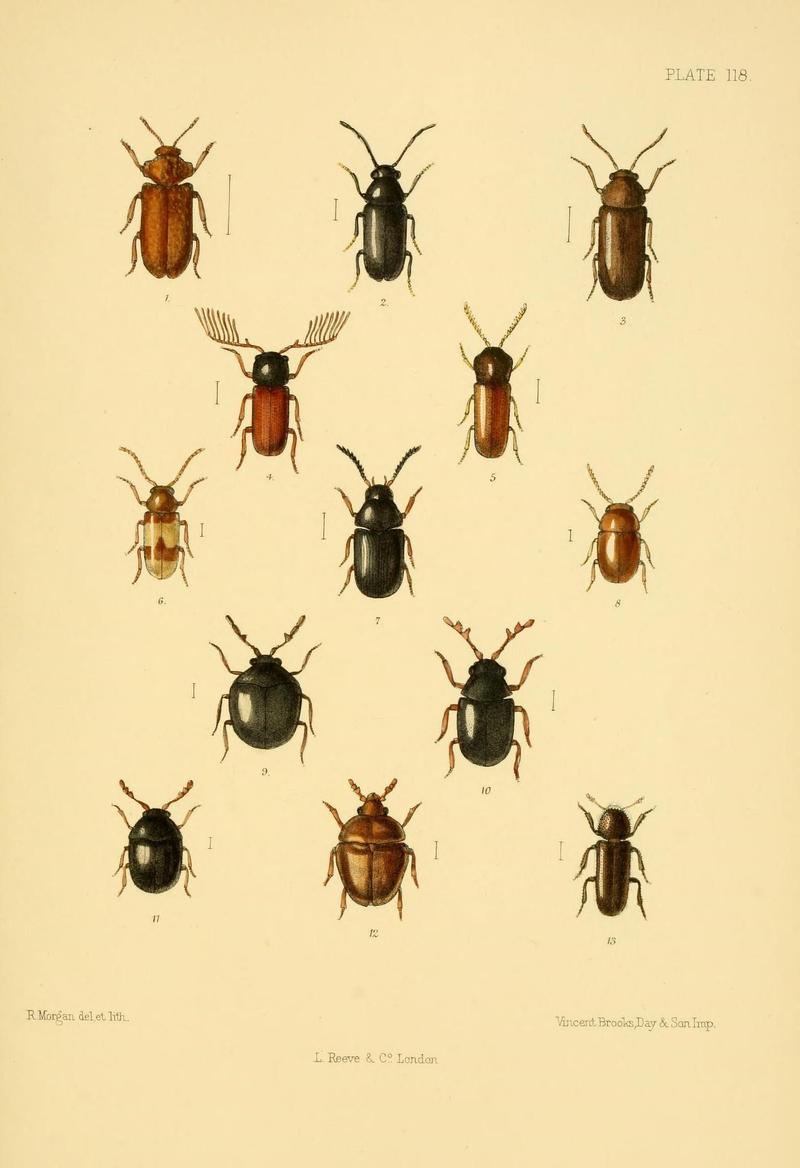 The Coleoptera of the British islands (Plate 118) (8592915508)