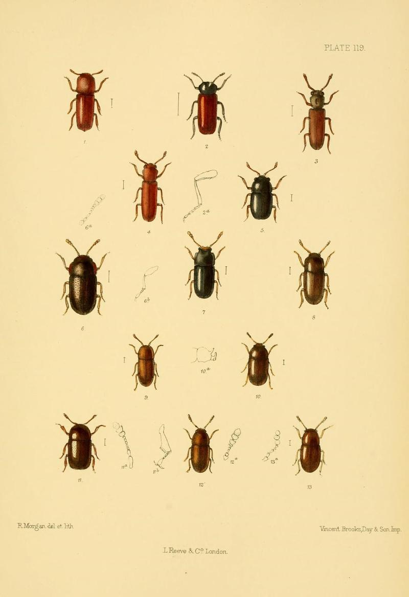 The Coleoptera of the British islands (Plate 119) (8592915902)