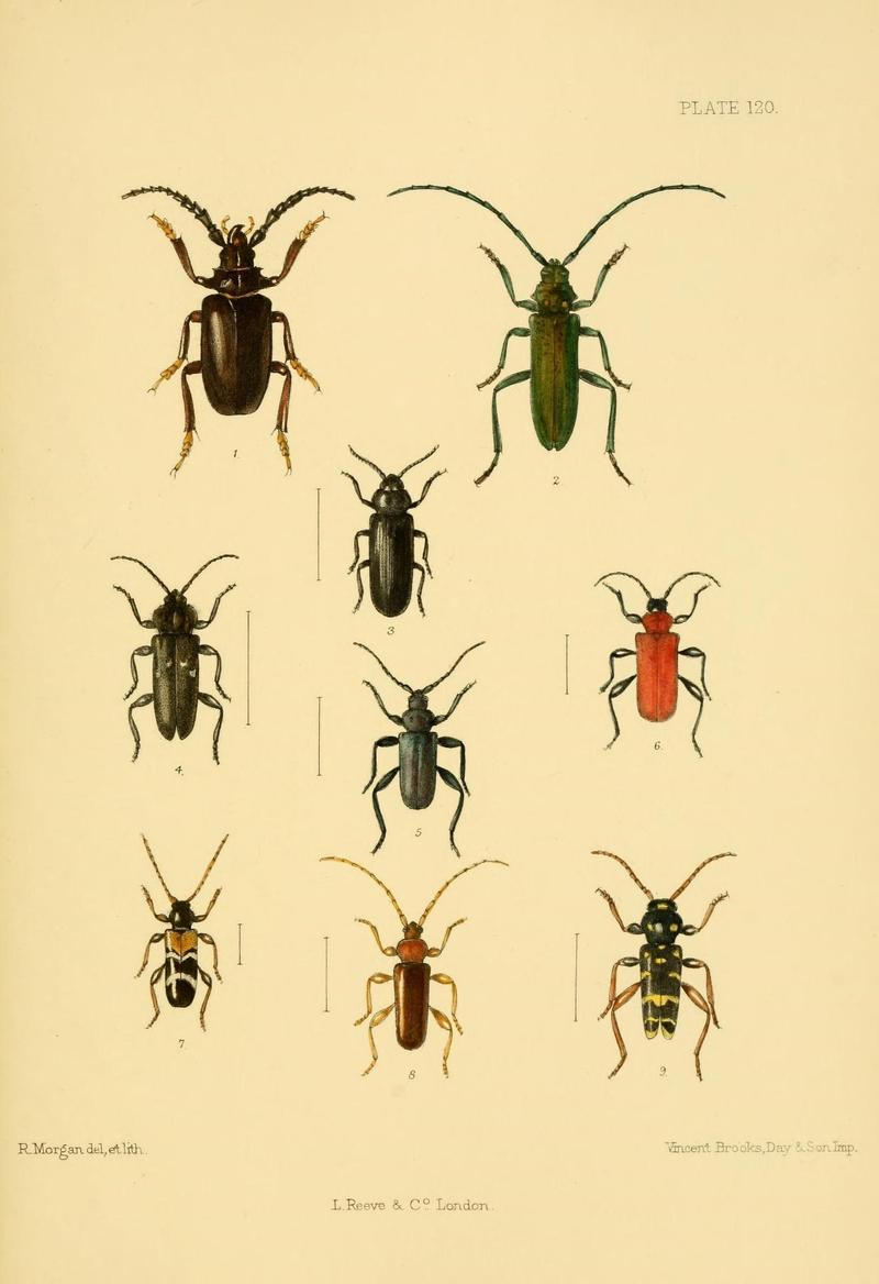 The Coleoptera of the British islands (Plate 120) (8591815963)