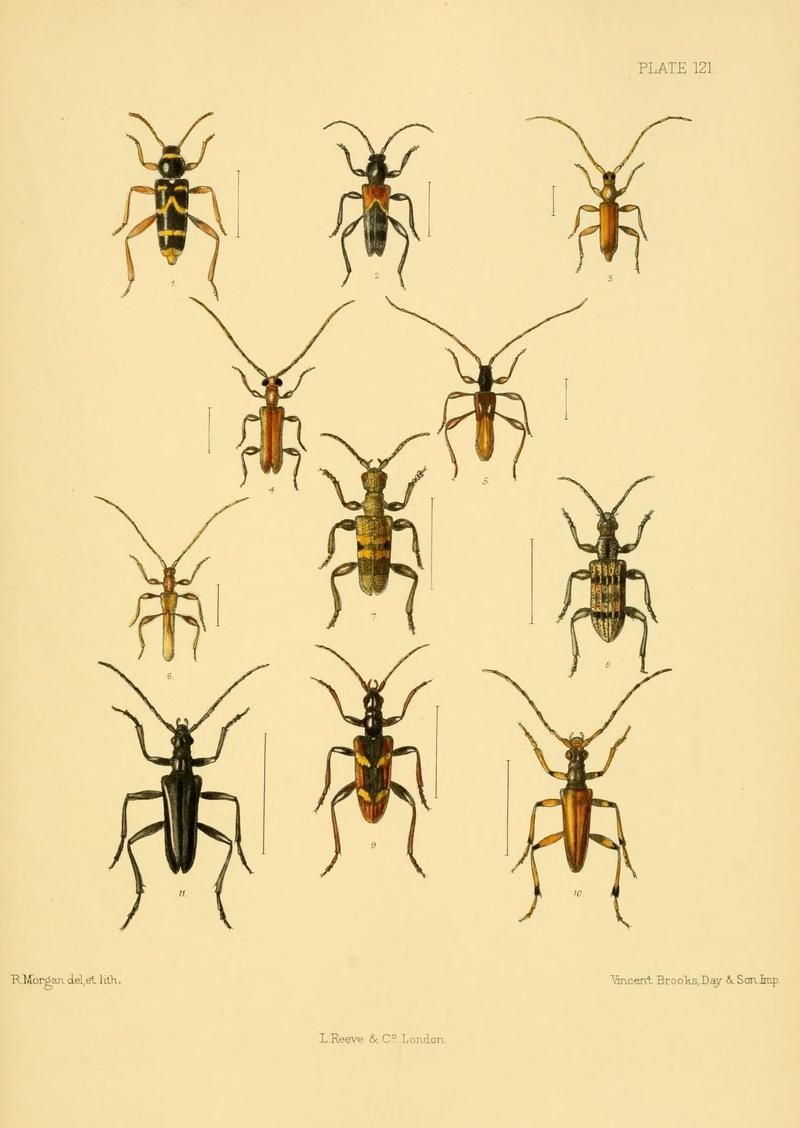 The Coleoptera of the British islands (Plate 121) (8592916520)