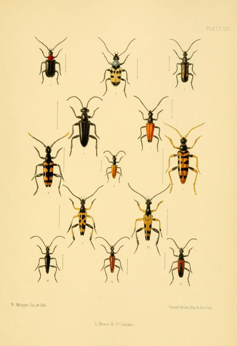 The Coleoptera of the British islands (Plate 122) (8591816581)