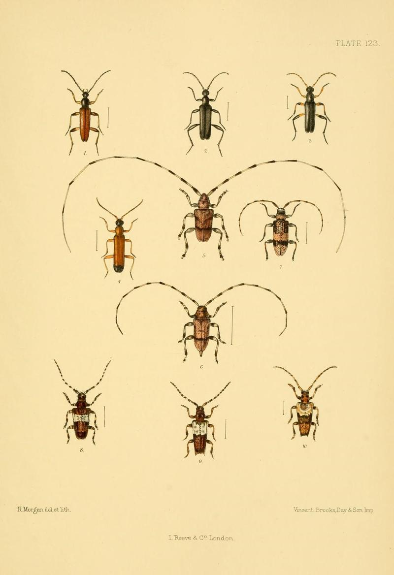 The Coleoptera of the British islands (Plate 123) (8592917104)