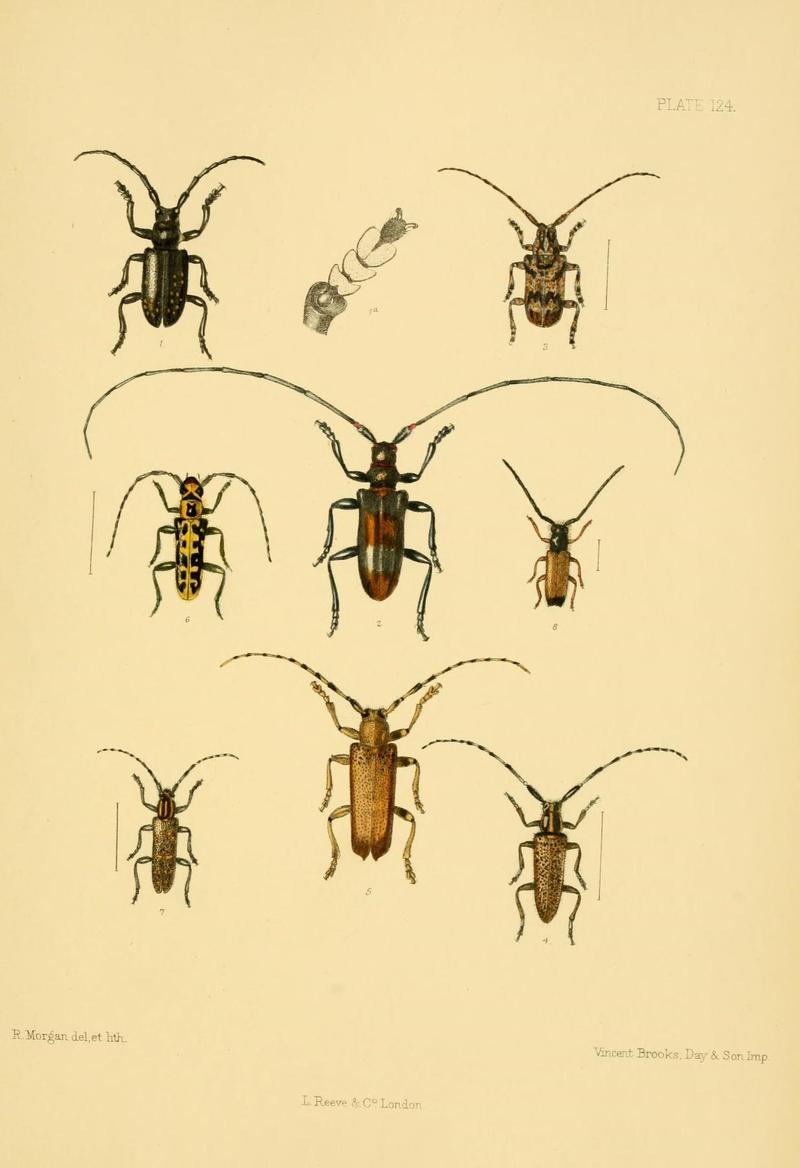 The Coleoptera of the British islands (Plate 124) (8592917420)