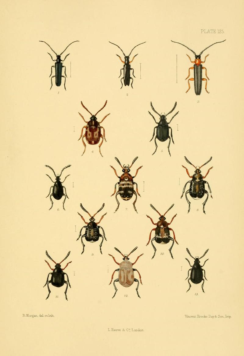 The Coleoptera of the British islands (Plate 125) (8592917784)