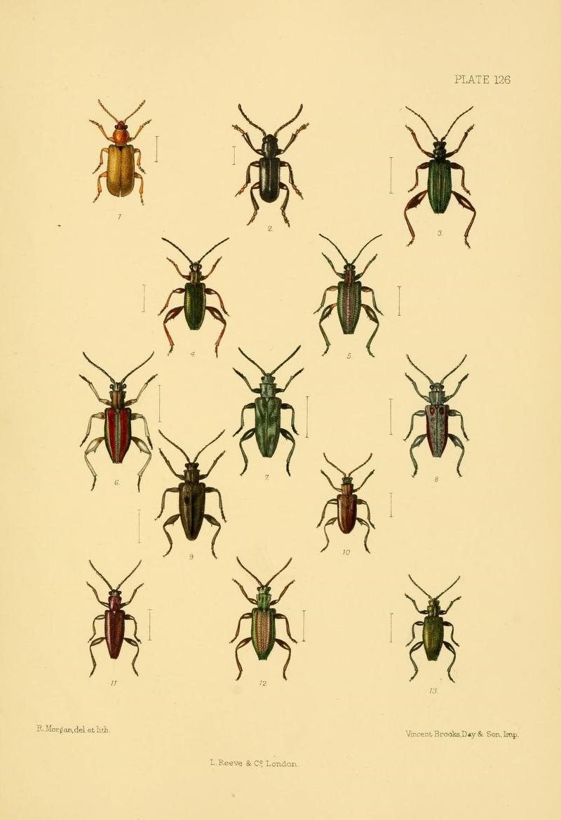 The Coleoptera of the British islands (Plate 126) (8592918578)