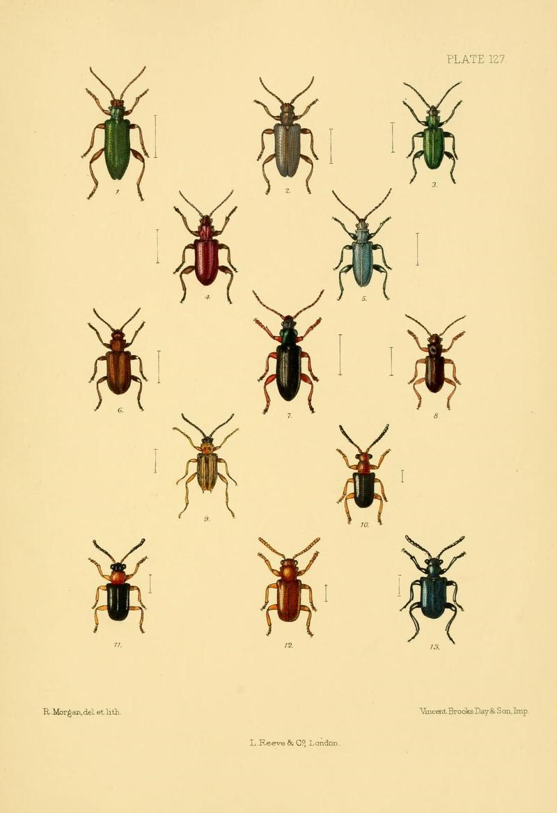 The Coleoptera of the British islands (Plate 127) (8591818811)