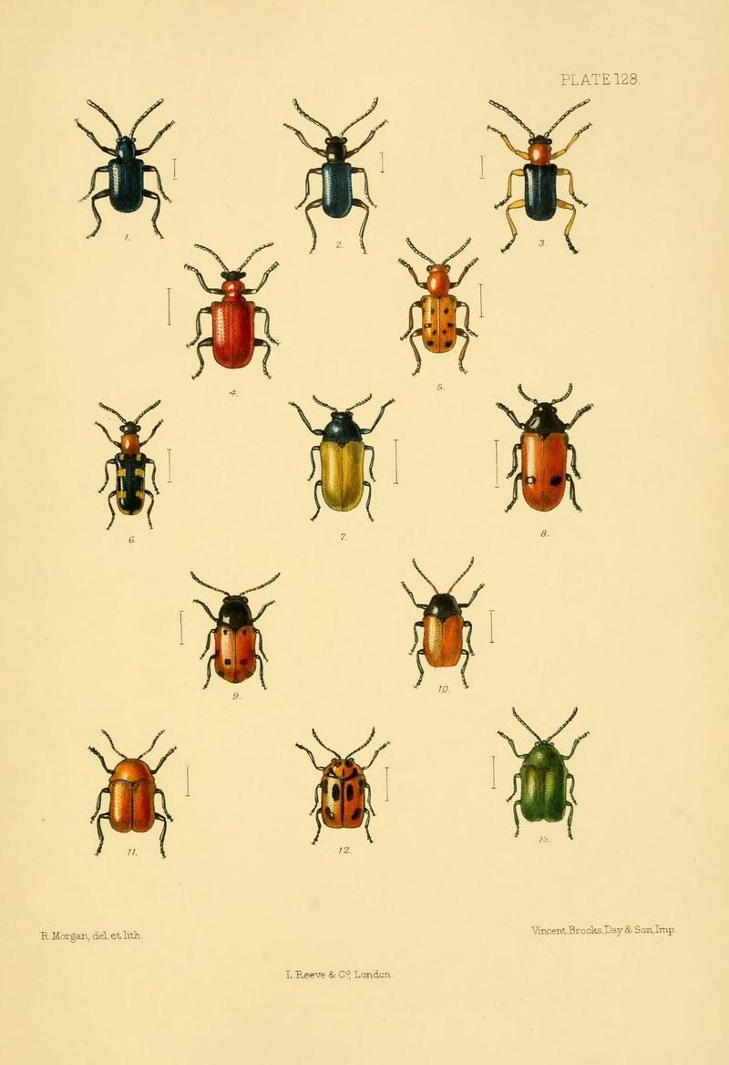 The Coleoptera of the British islands (Plate 128) (8591819347)