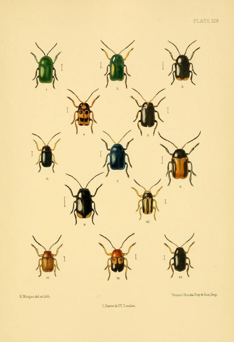 The Coleoptera of the British islands (Plate 129) (8591819701)