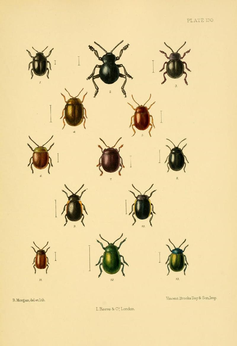 The Coleoptera of the British islands (Plate 130) (8592920274)