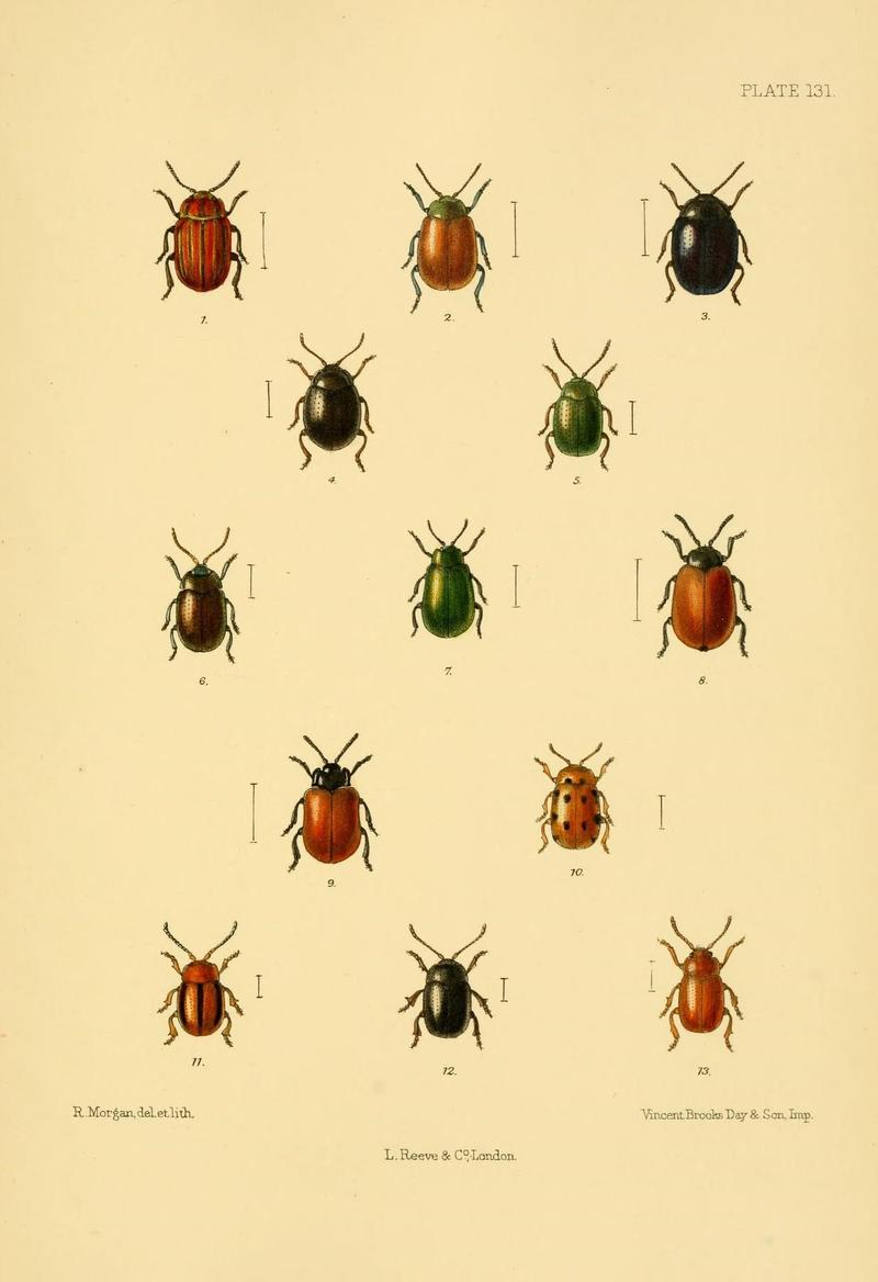 The Coleoptera of the British islands (Plate 131) (8591820437)