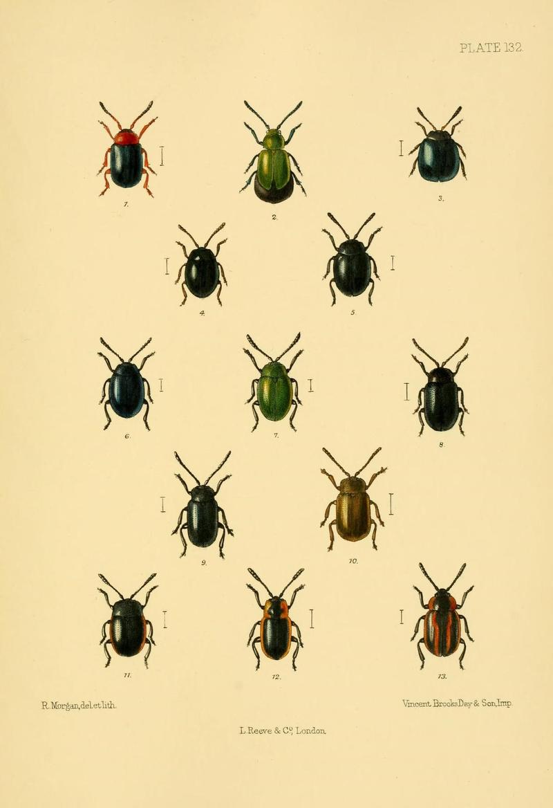 The Coleoptera of the British islands (Plate 132) (8592920950)