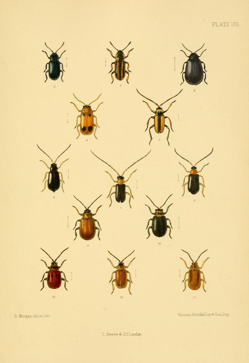 The Coleoptera of the British islands (Plate 133) (8592921298)