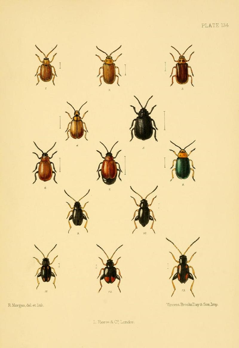 The Coleoptera of the British islands (Plate 134) (8591821543)