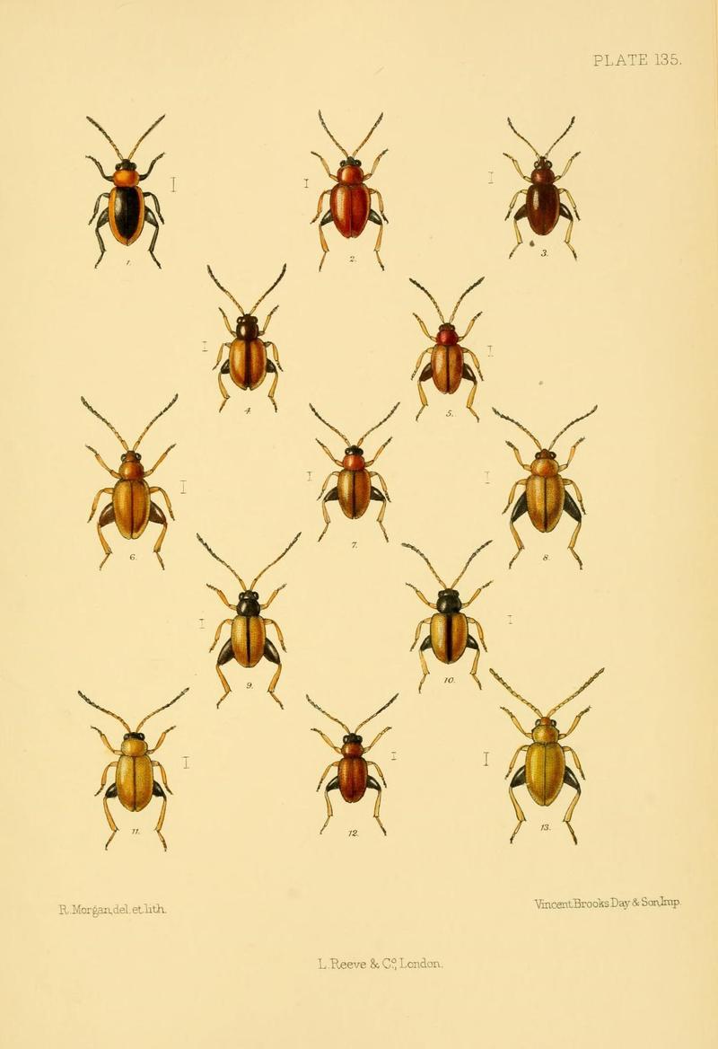 The Coleoptera of the British islands (Plate 135) (8592921978)