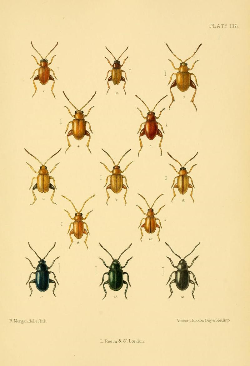 The Coleoptera of the British islands (Plate 136) (8592922366)