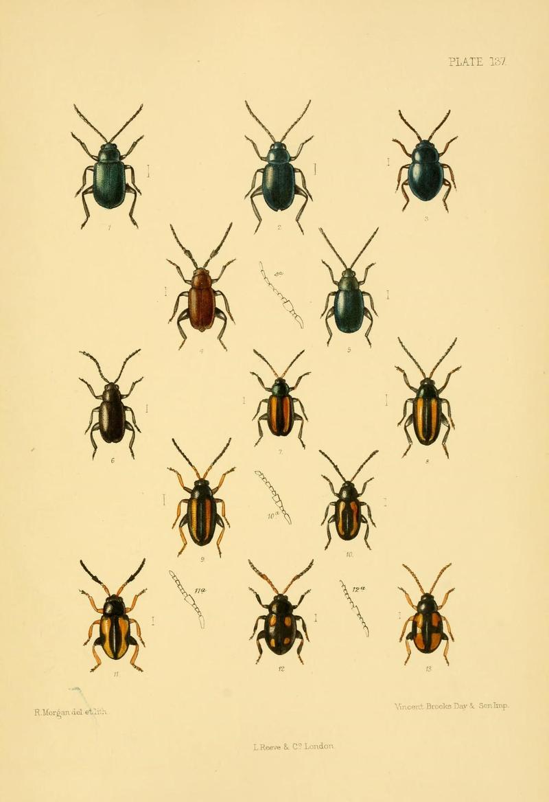 The Coleoptera of the British islands (Plate 137) (8592922836)