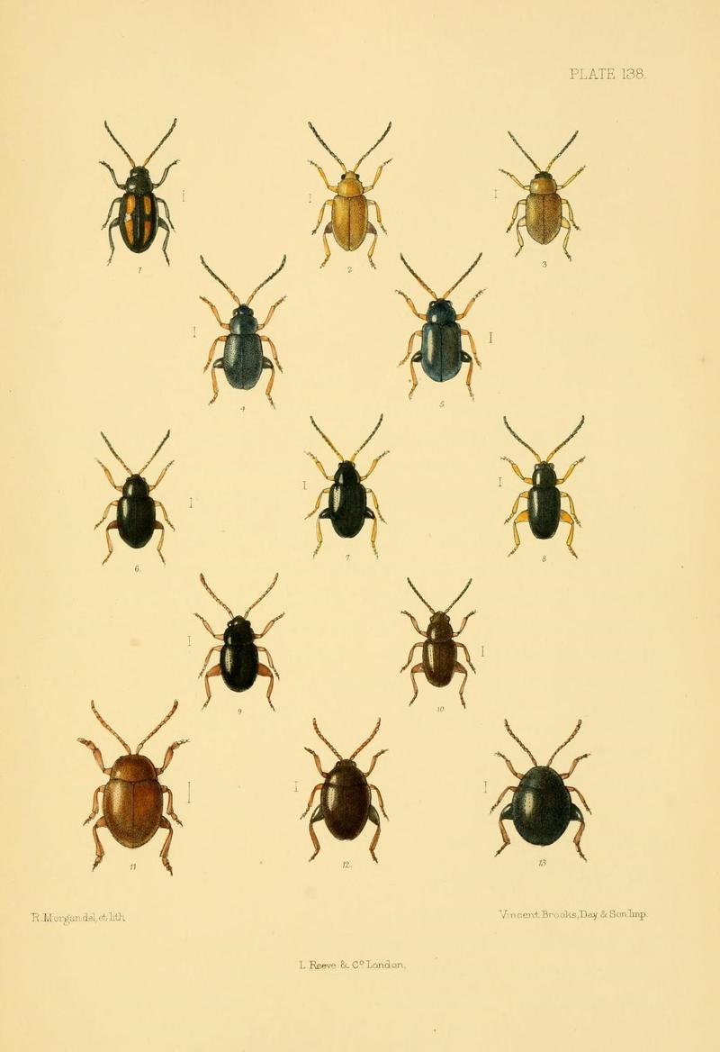 The Coleoptera of the British islands (Plate 138) (8592923224)