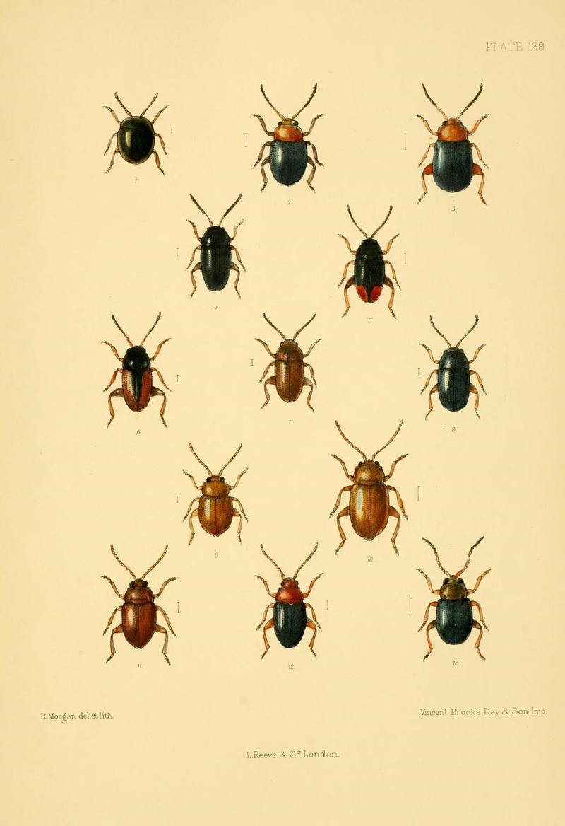 The Coleoptera of the British islands (Plate 139) (8592923600)