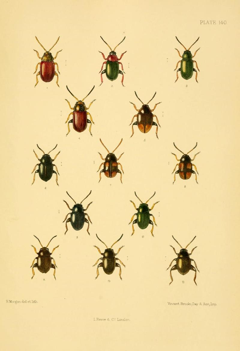 The Coleoptera of the British islands (Plate 140) (8591823637)