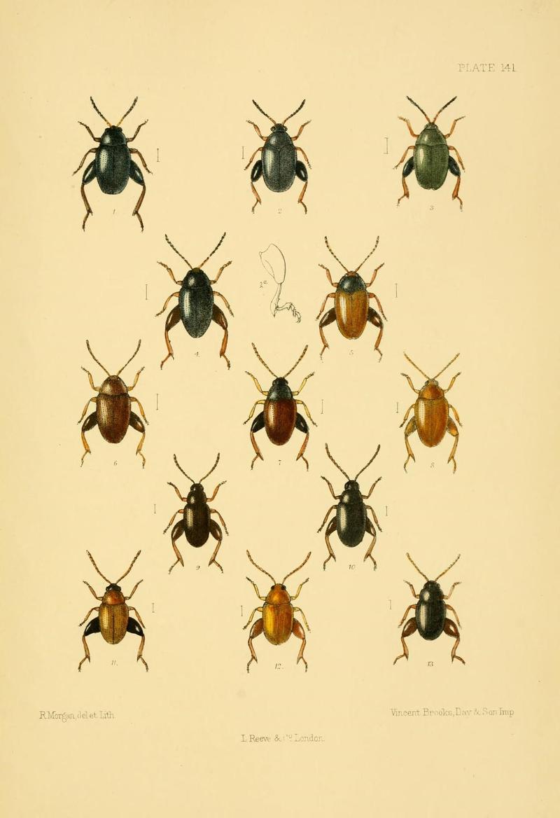 The Coleoptera of the British islands (Plate 141) (8592924308)