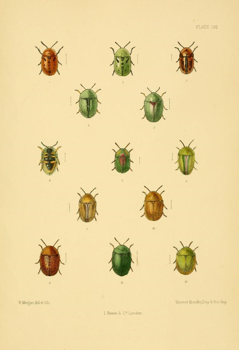 The Coleoptera of the British islands (Plate 142) (8592924664)